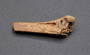 April 2022 Artifact of the Month Thumbnail Image — Seminole Tribal Historic Preservation Office