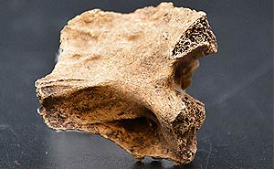February 2023 Artifact of the Month Thumbnail Image — Seminole Tribal Historic Preservation Office