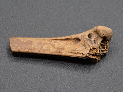 April 2022 Artifact of the Month Thumbnail Image — Seminole Tribal Historic Preservation Office