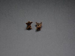 August 2021 Artifact of the Month Thumbnail Image — Seminole Tribal Historic Preservation Office