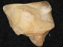 August 2022 Artifact of the Month Thumbnail Image — Seminole Tribal Historic Preservation Office