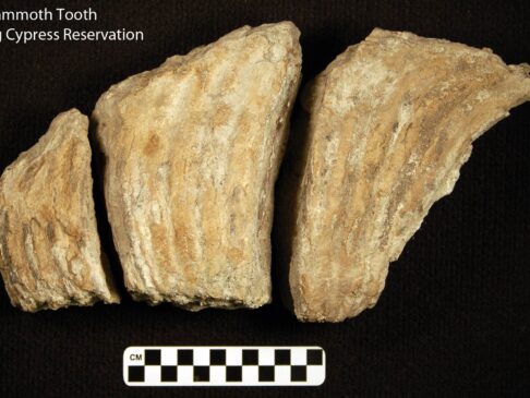 Collections Section — Seminole Tribal Historic Preservation Office